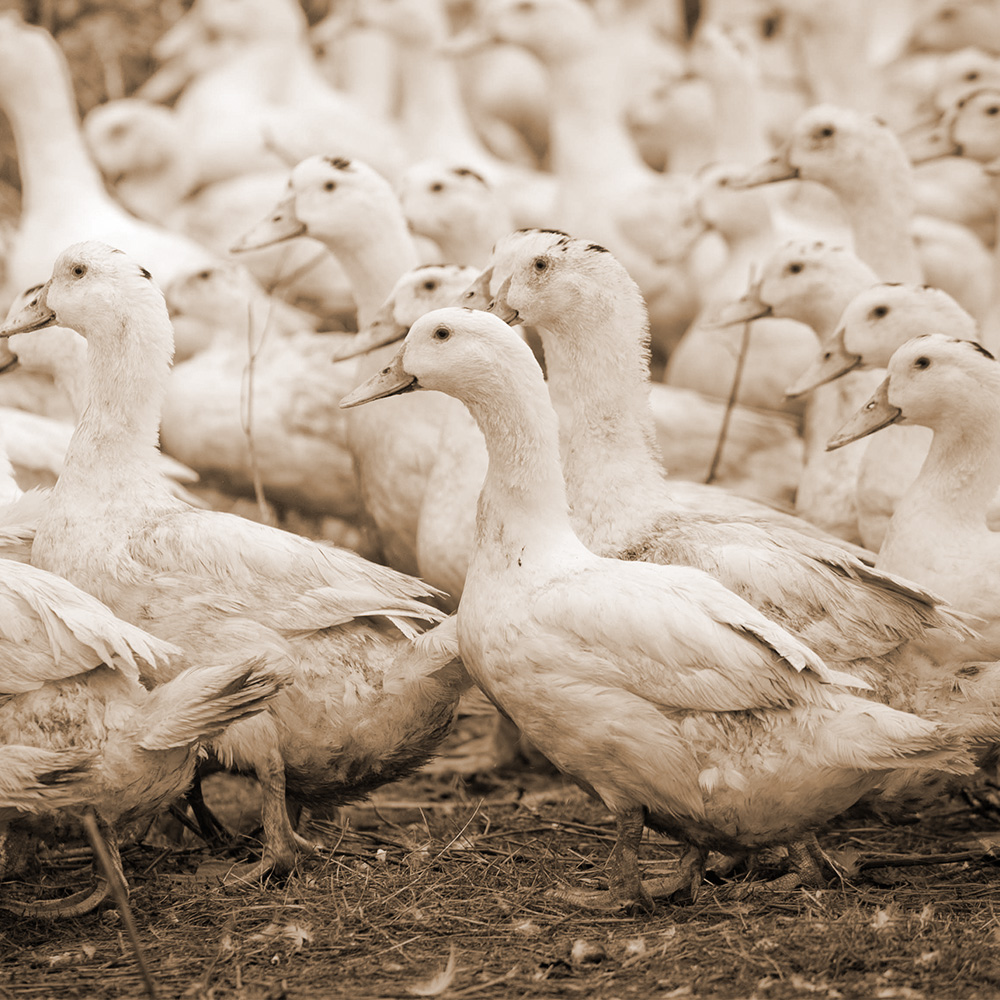 canard a foie gras du sud ouest coopérative maison occitane 