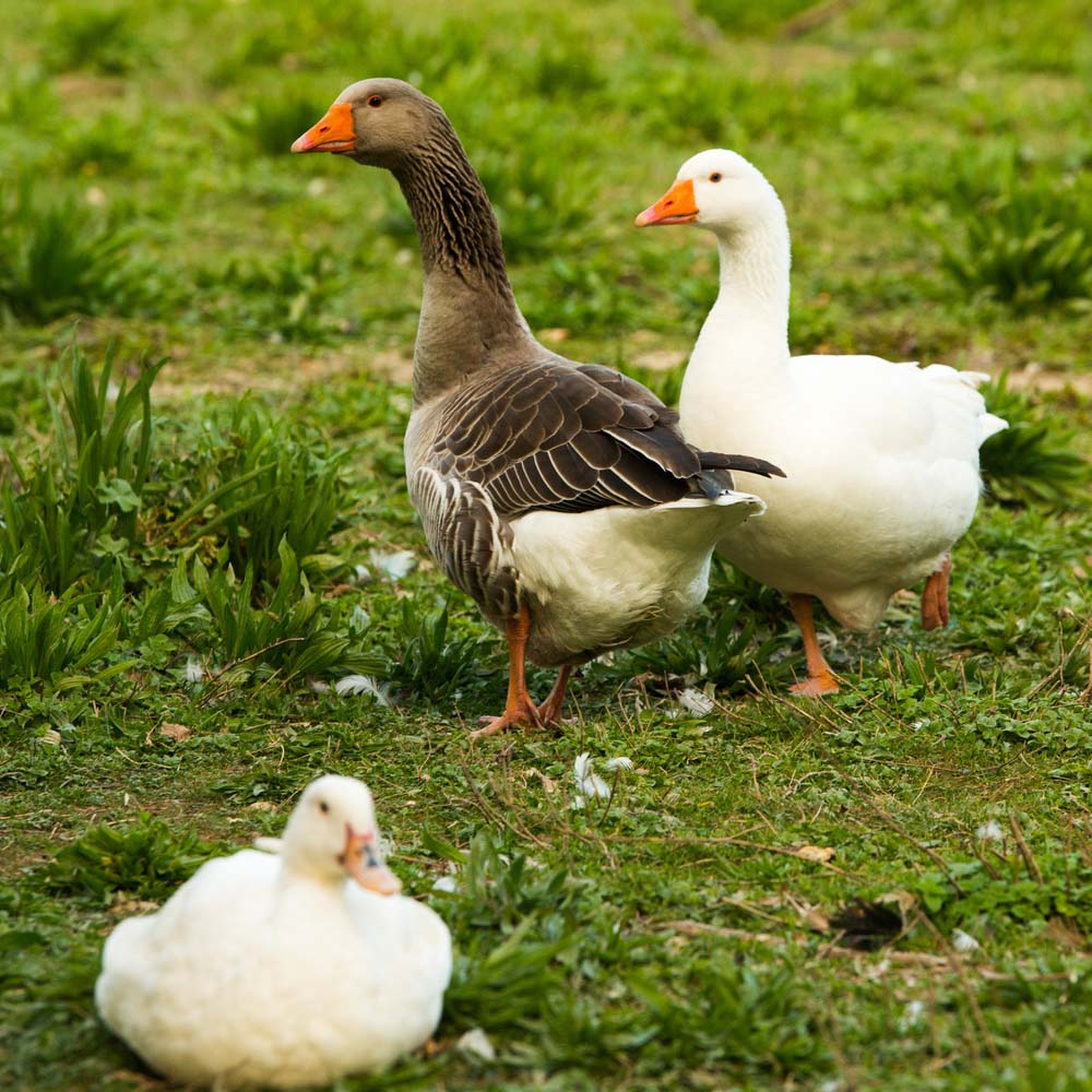 foie gras de canard ou d'oie